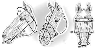 Pony feeding management: the role of morphology and hay feeding methods on intake rate, ingestive behaviors and mouth shaping